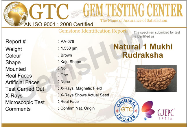 1 Face/Mukhi Certified Rudraksha Size- 31.35 mm